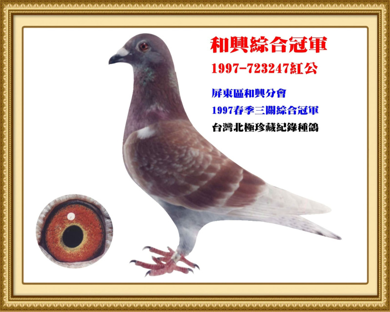 和興綜合冠軍 1997-723247紅公