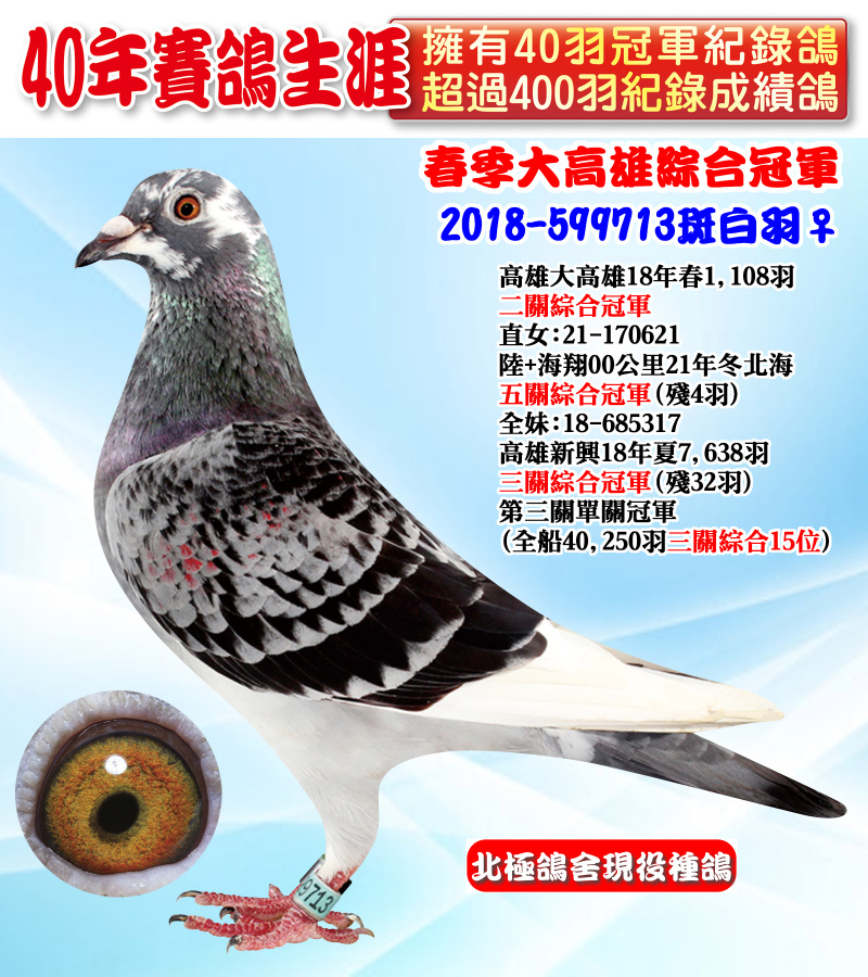 春季大高雄綜合冠軍 2018-599713斑白羽♀