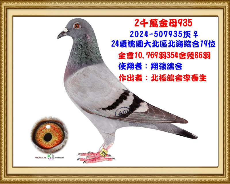2024年夏桃園大北區北海全會10,769羽354舍殘86羽綜合19位 2024-507935灰♀
