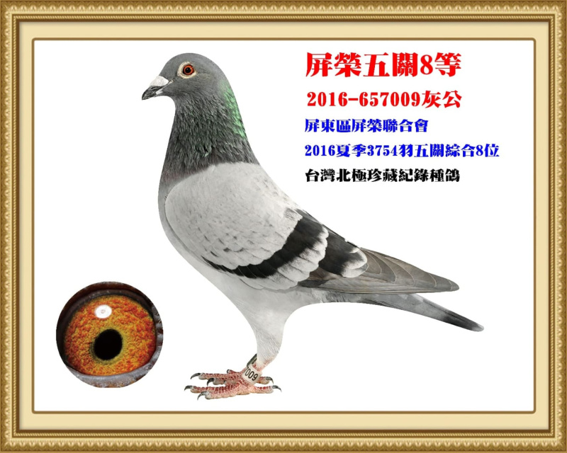 屏榮五關8等 2016-657009灰公