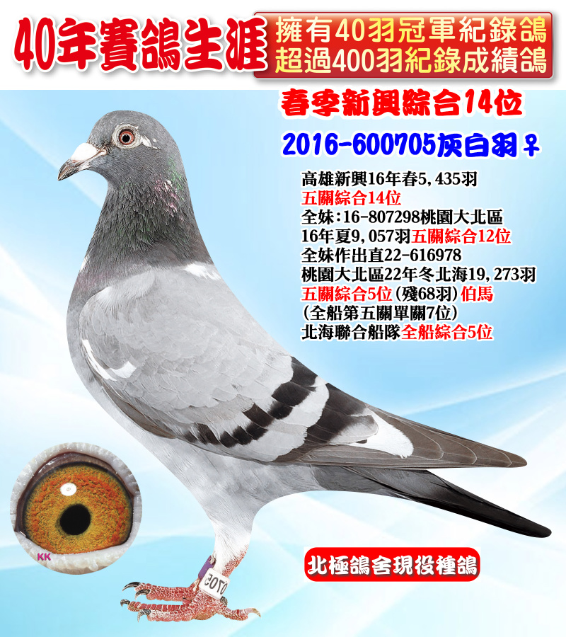 春季新興綜合14位 2016-600705灰白羽♀