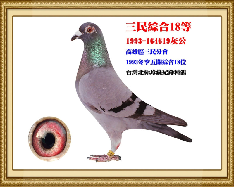三民綜合18等 1993-164619灰公