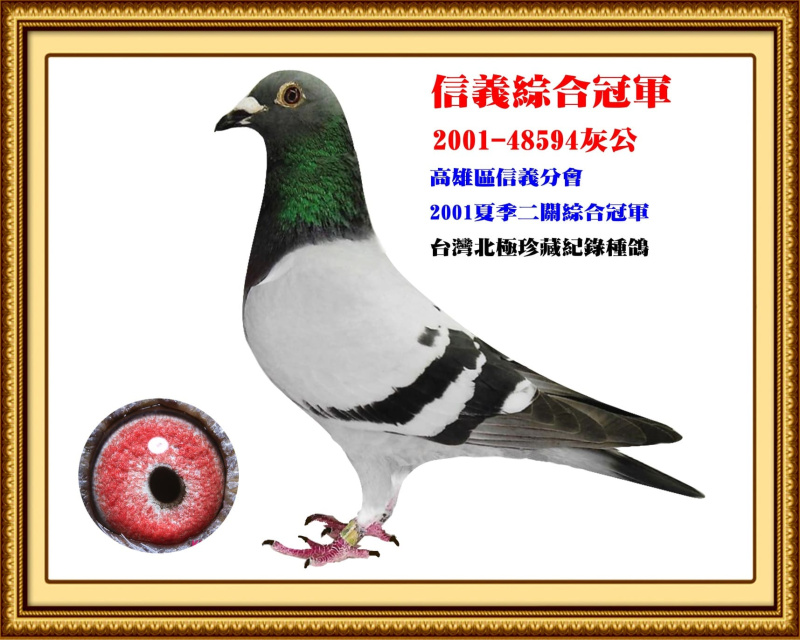 信義綜合冠軍 2001-48594灰公