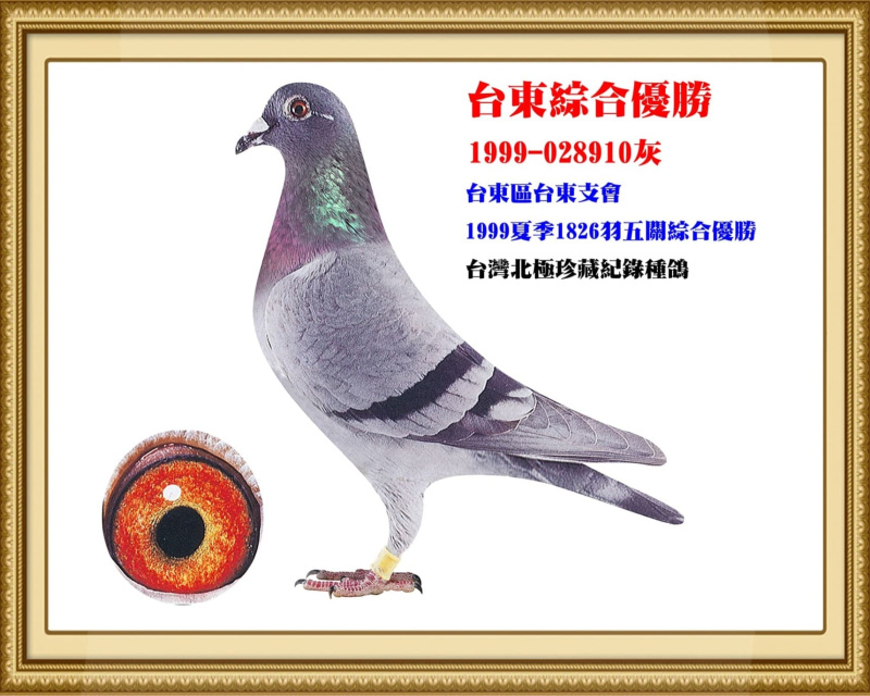 台東綜合優勝 1999-028910灰