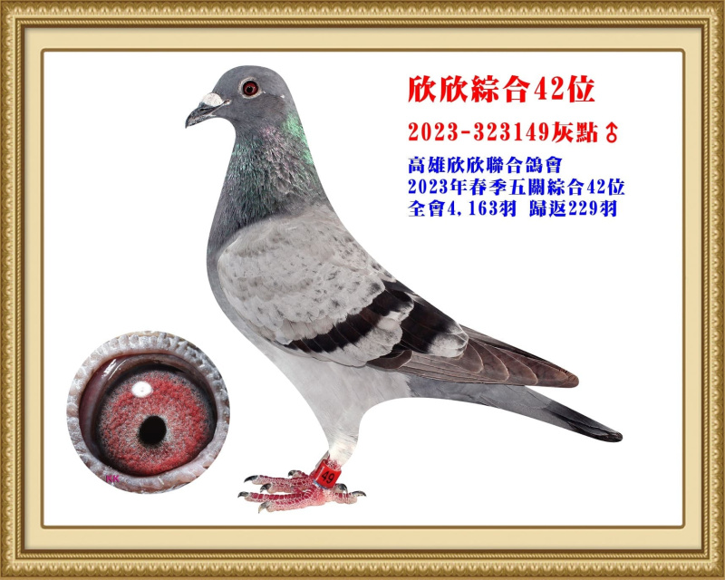 欣欣綜合42位 2023-323149灰點公