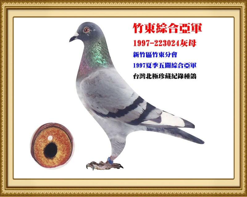 竹東綜合亞軍 1997-223024灰母