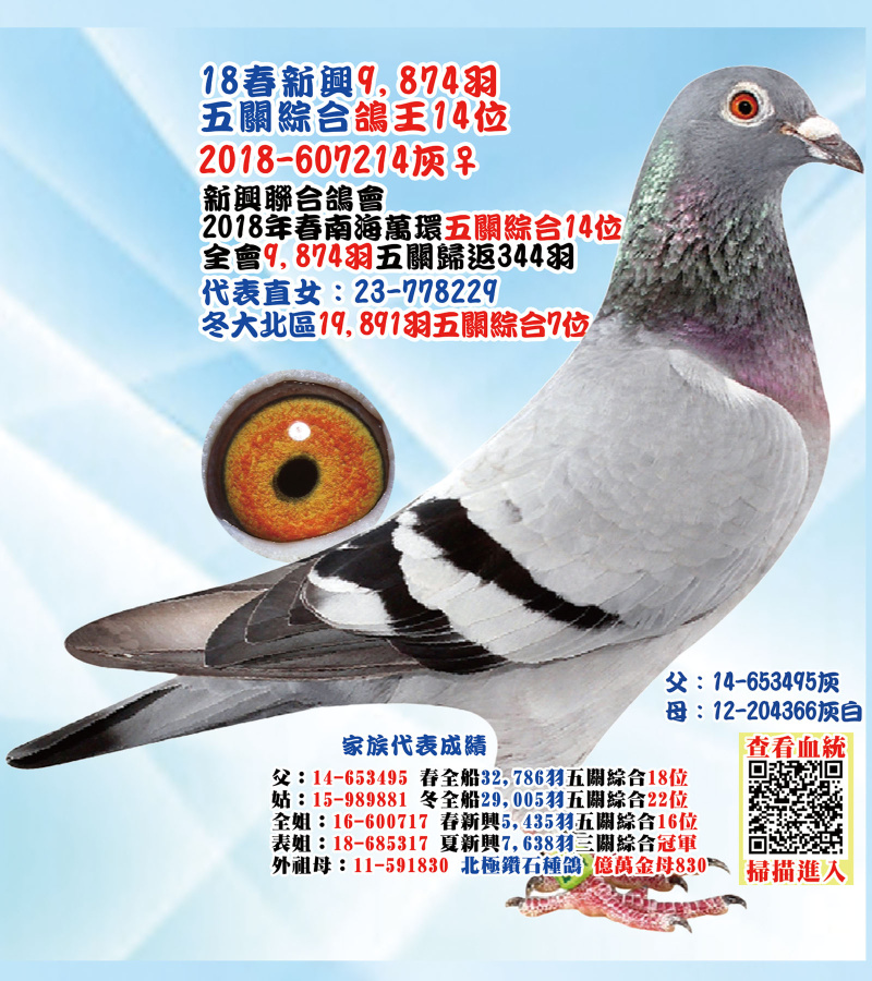 18春新興9,874羽五關綜合鴿王14位
