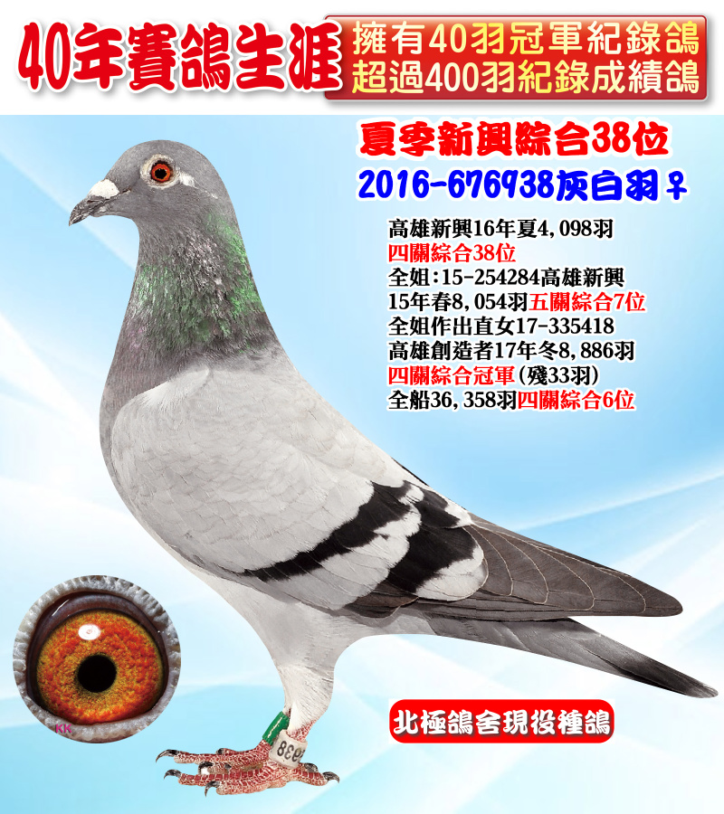 夏季新興綜合38位 2016-676938灰白羽♀