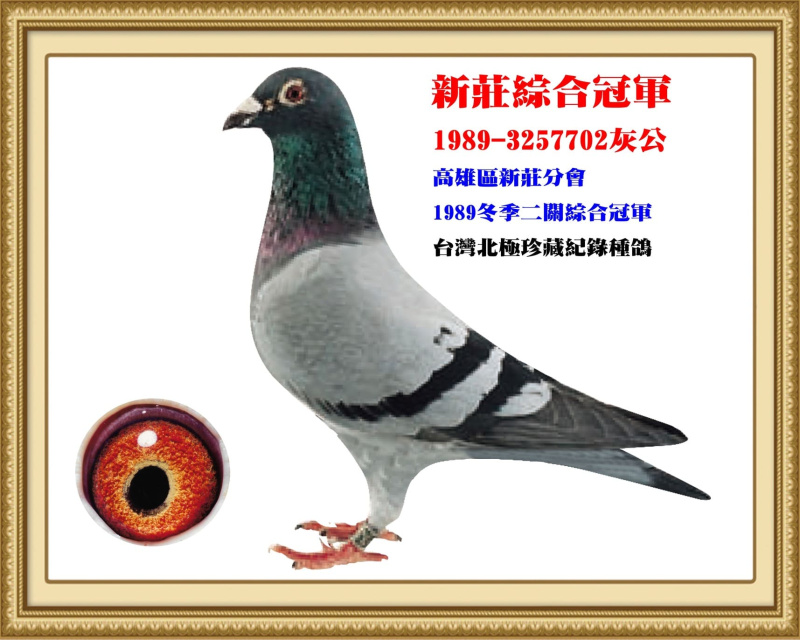 新莊綜合冠軍 1989-3257702灰公