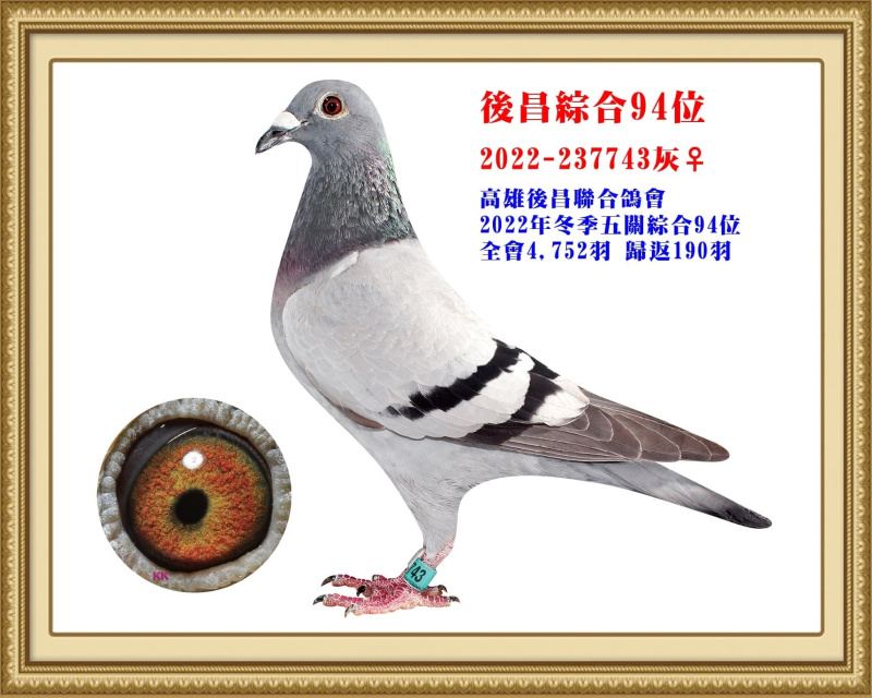 後昌綜合94位 2022-237743灰母