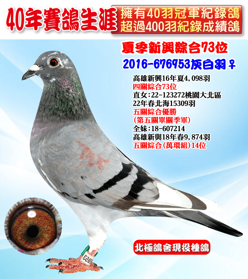 夏季新興綜合73位 2016-676953灰白羽♀