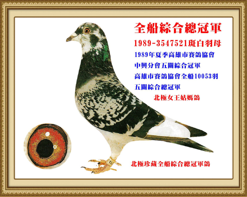全船綜合總冠軍 1989-3547521斑白羽母