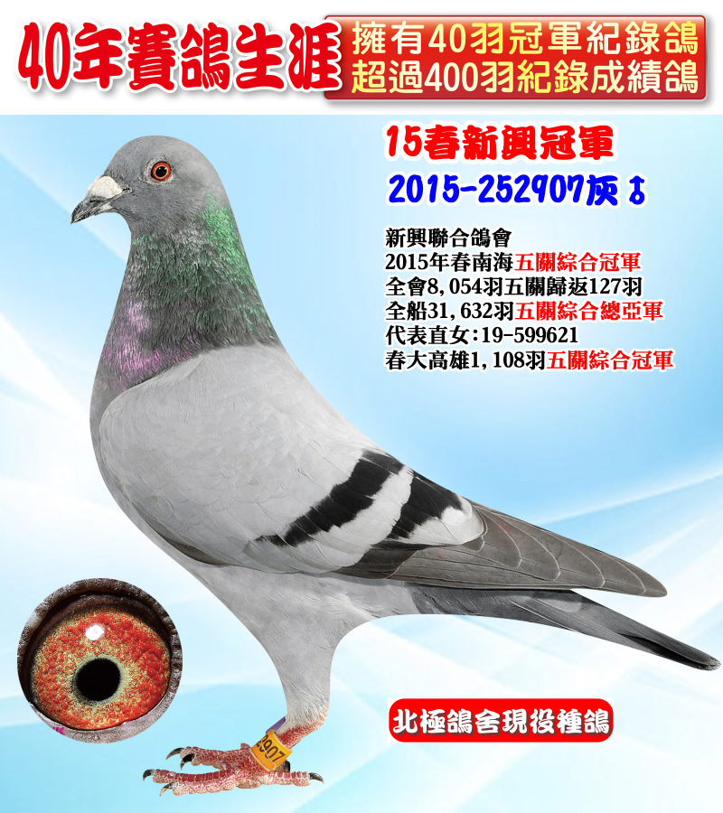 15春新興冠軍 2015-252907灰♂