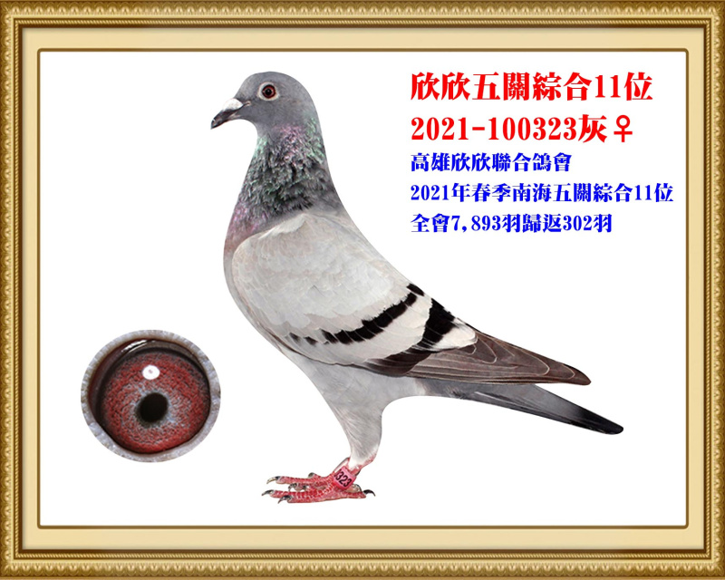 欣欣五關綜合11位 2021-100323灰母