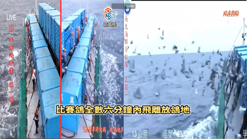 115年南海春季競翔 03/15(日)【第一關】上午7:00放鴿