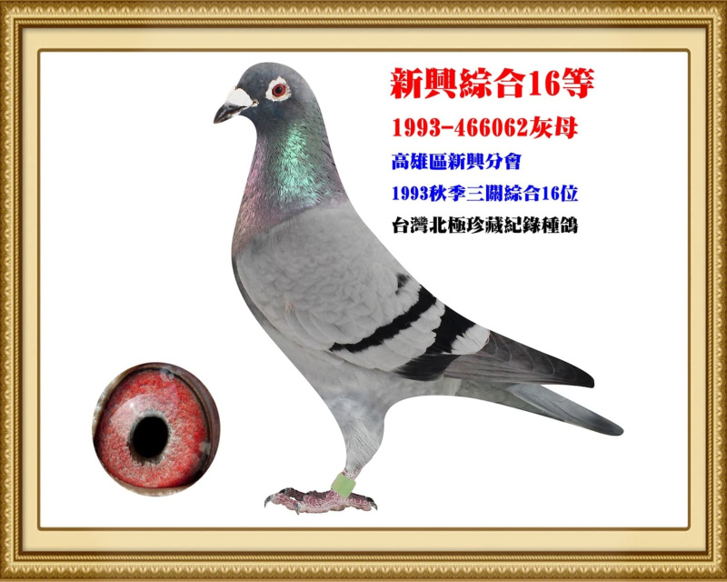 新興綜合16等 1993-466062灰母