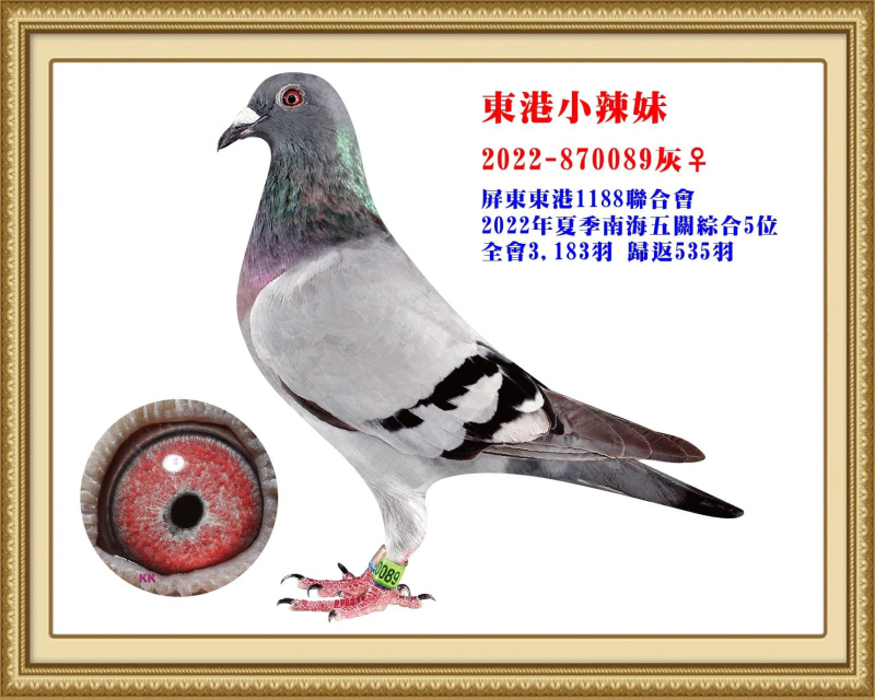 東港小辣妹 2022-870089灰母