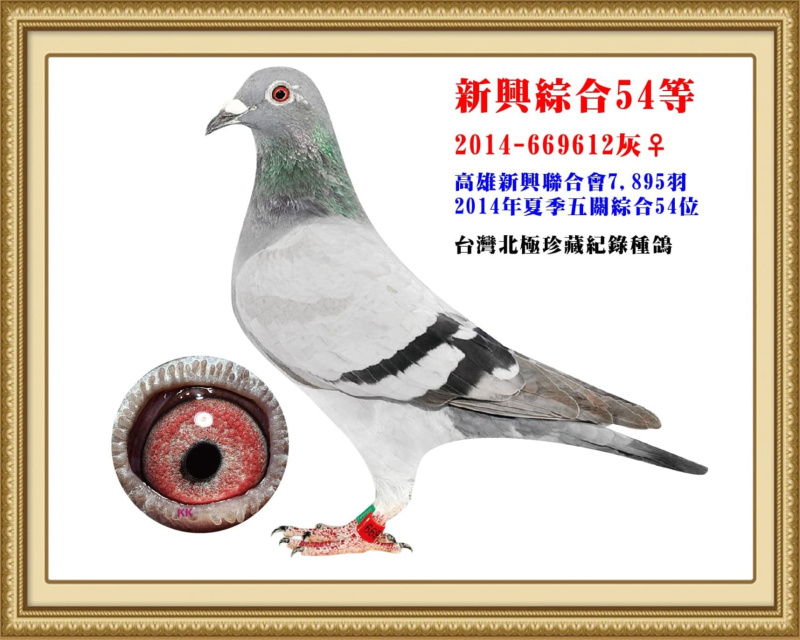 新興綜合54等 2014-669612灰母