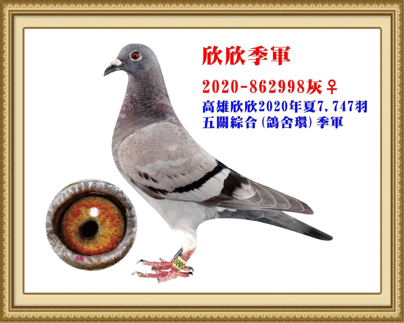 欣欣季軍 2020-862998灰母