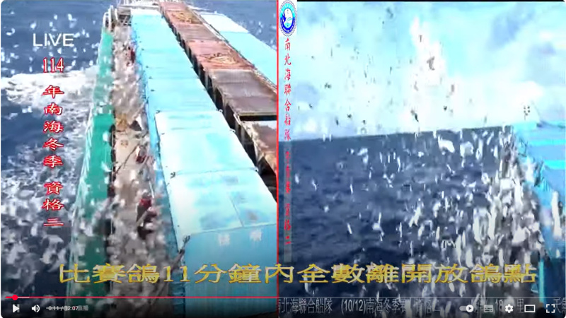 [南海冬季競翔]2025年10/12(日) 資格二
