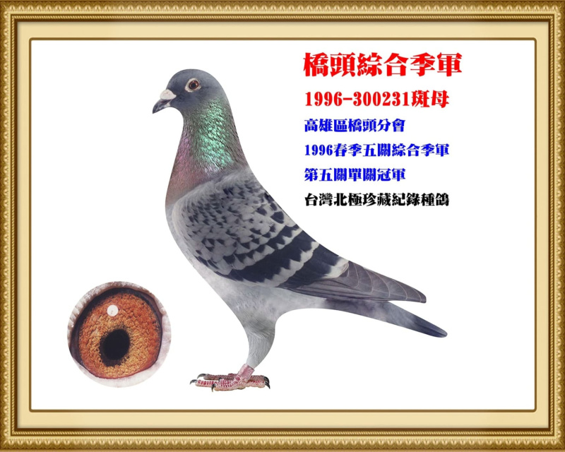 橋頭綜合季軍 1996-300231斑母