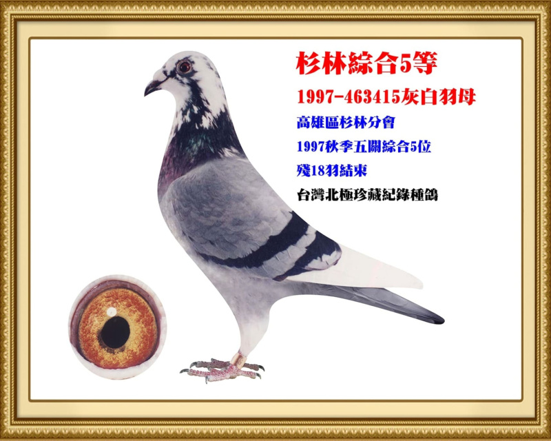 杉林綜合5等 1997-463415灰白羽母