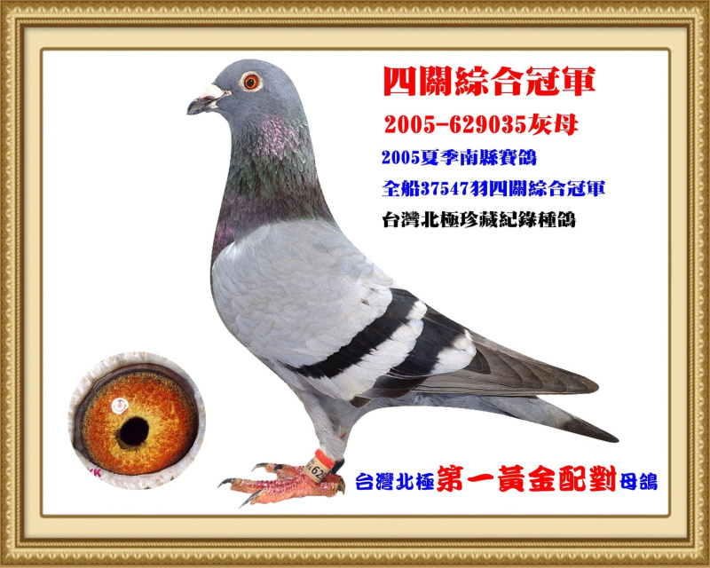 四關綜合冠軍 2005-629035灰母