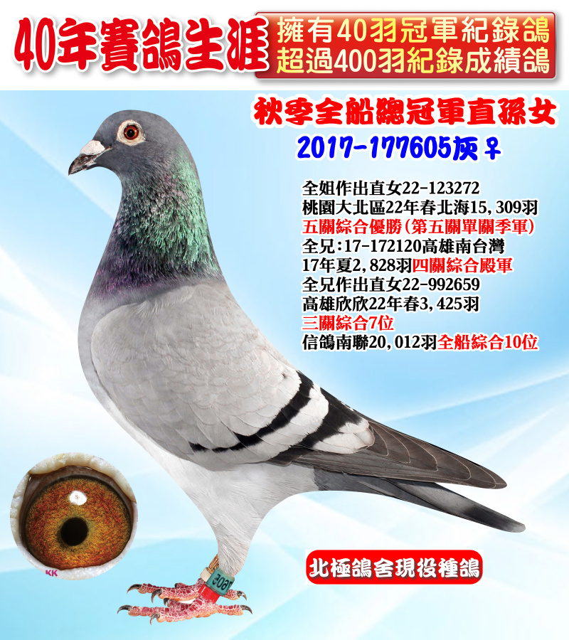 秋季全船總冠軍直孫女 2017-177605灰♀