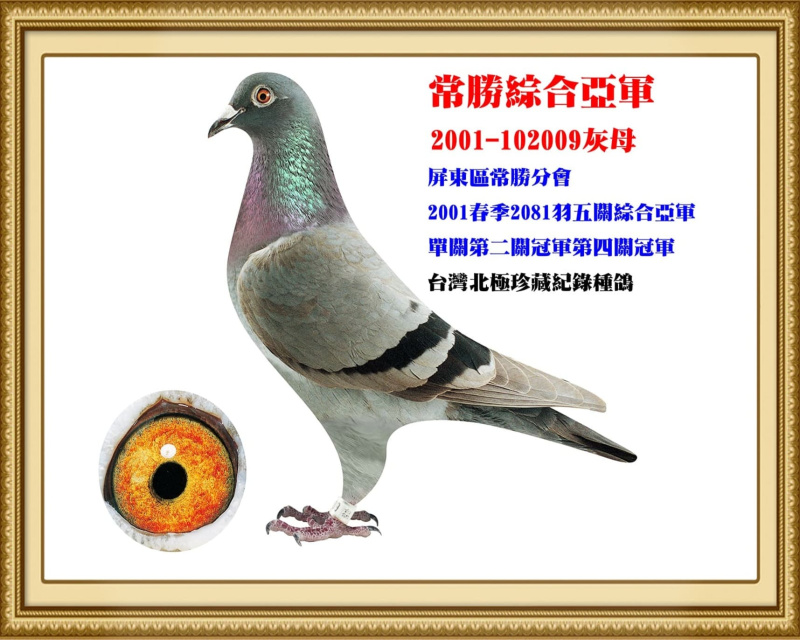 常勝綜合亞軍 2001-102009灰母