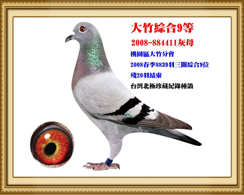 大竹綜合9等 2008-884411灰母