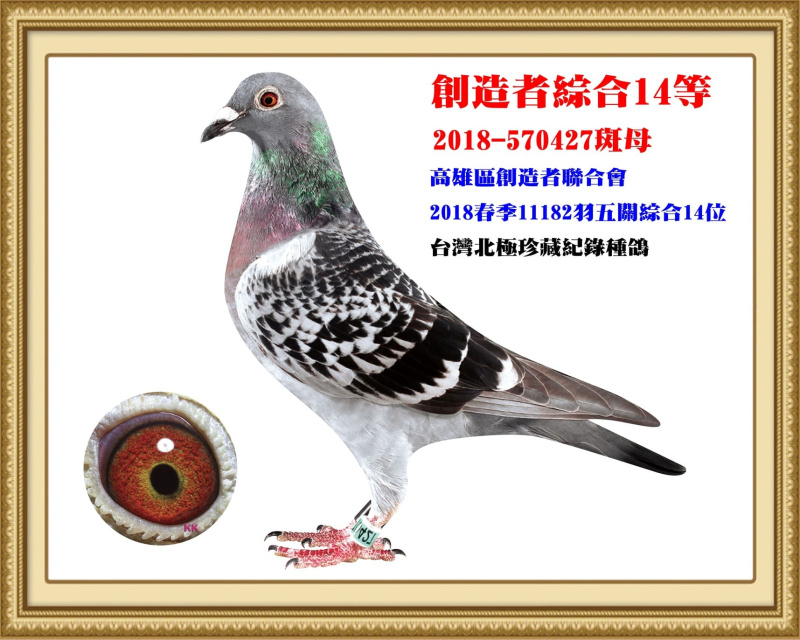 創造者綜合14等 2018-570427斑母
