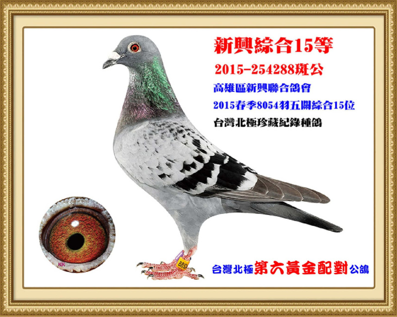 新興綜合15等 2015-254288斑公