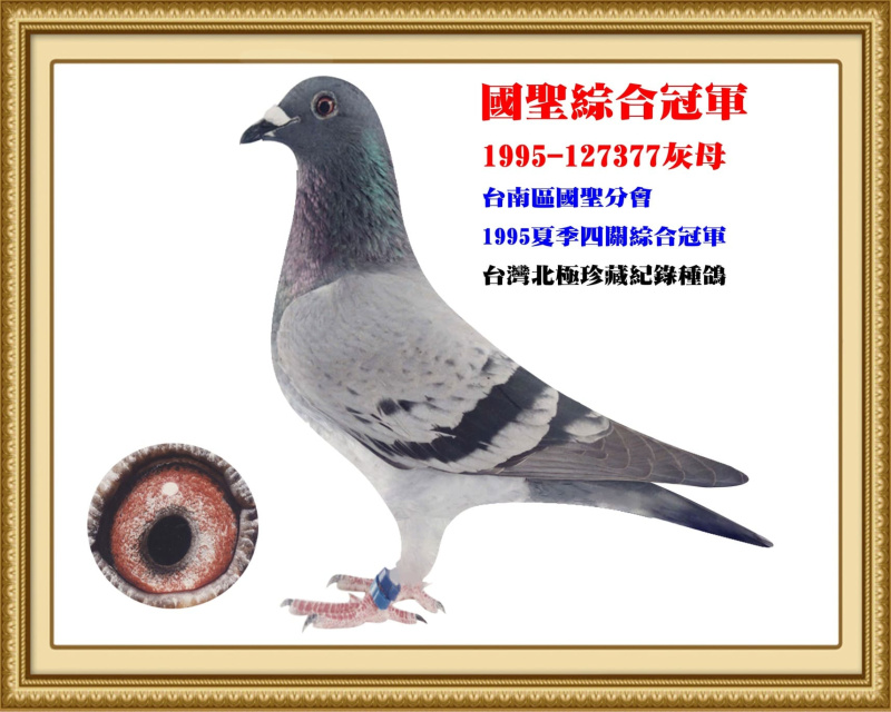 國聖綜合冠軍 1995-127377灰母