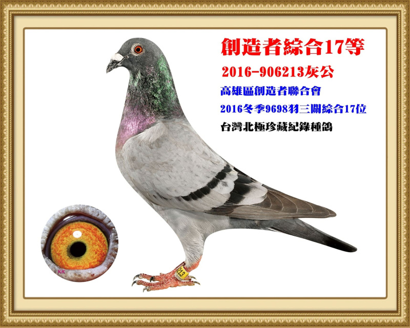 創造者綜合17等 2016-906213灰公