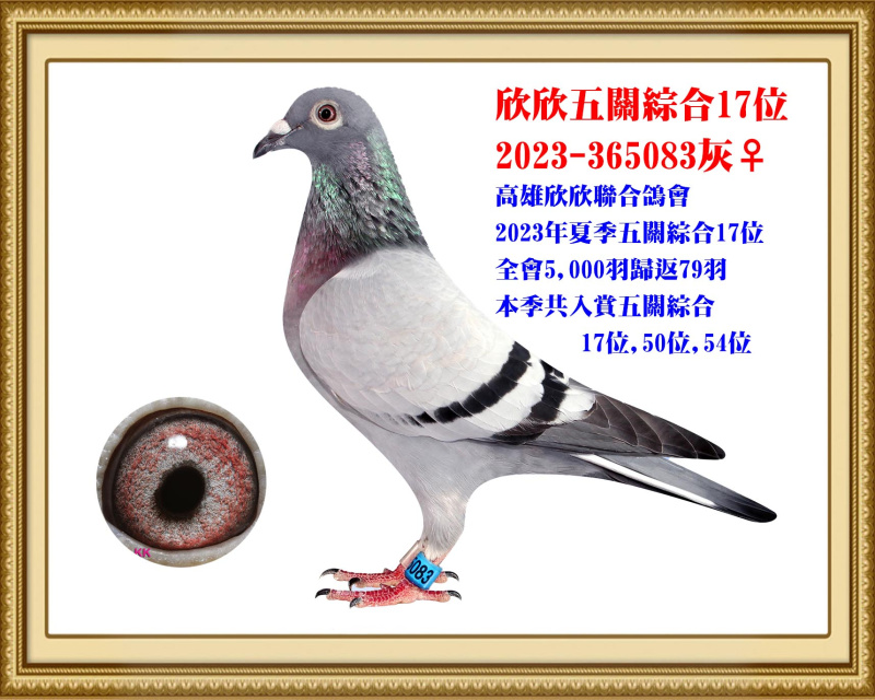 欣欣五關綜合17位 2023-365083灰母