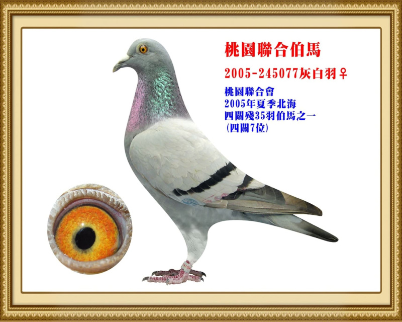 桃園聯合伯馬 2005-245077灰白羽