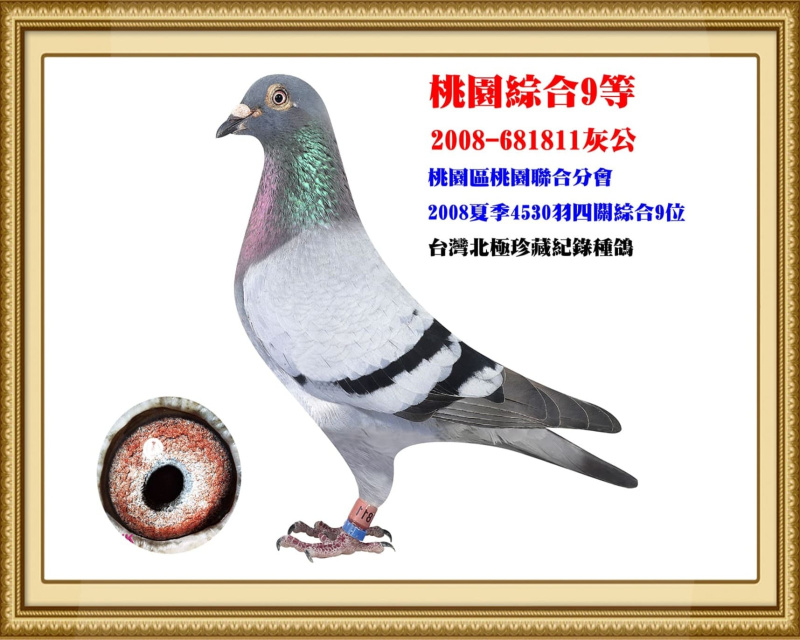 桃園綜合9等 2008-681811灰公