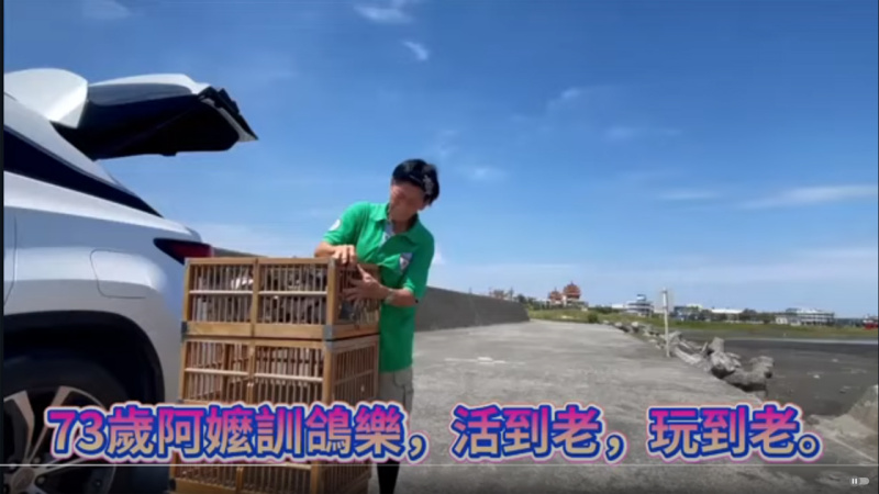 73歲養鴿阿嬤訓鴿樂，活到老，玩到老。