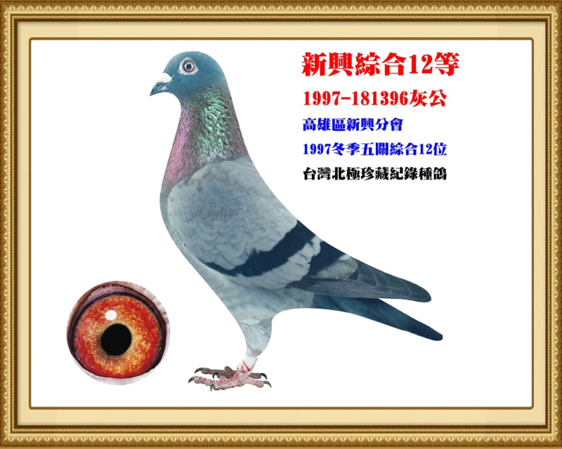 新興綜合12等 1997-181396灰公