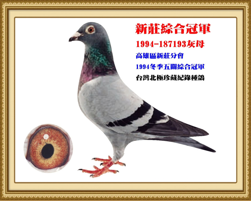 新莊綜合冠軍 1994-187193灰母