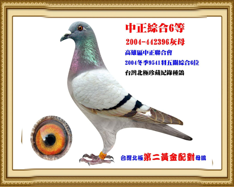 中正綜合6等 2004-442396灰母