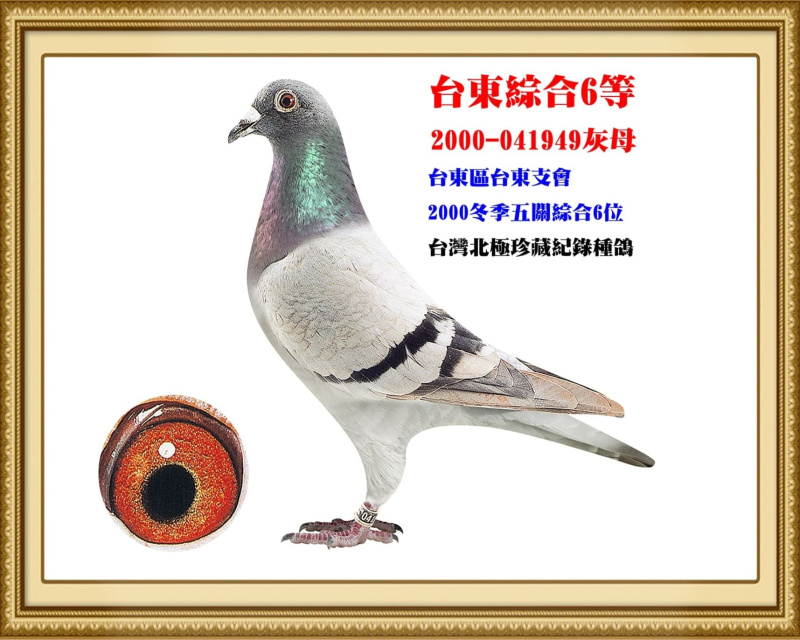台東綜合6等 2000-041949灰母