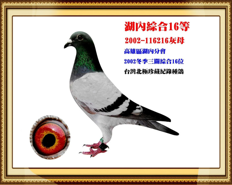 湖內綜合16等 2002-116216灰母