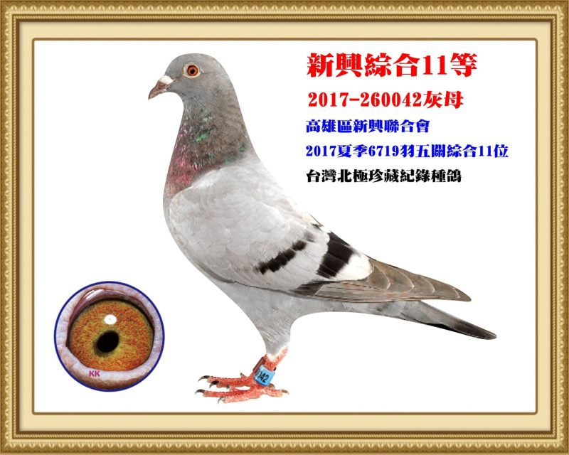 新興綜合11等 2017-260042灰母
