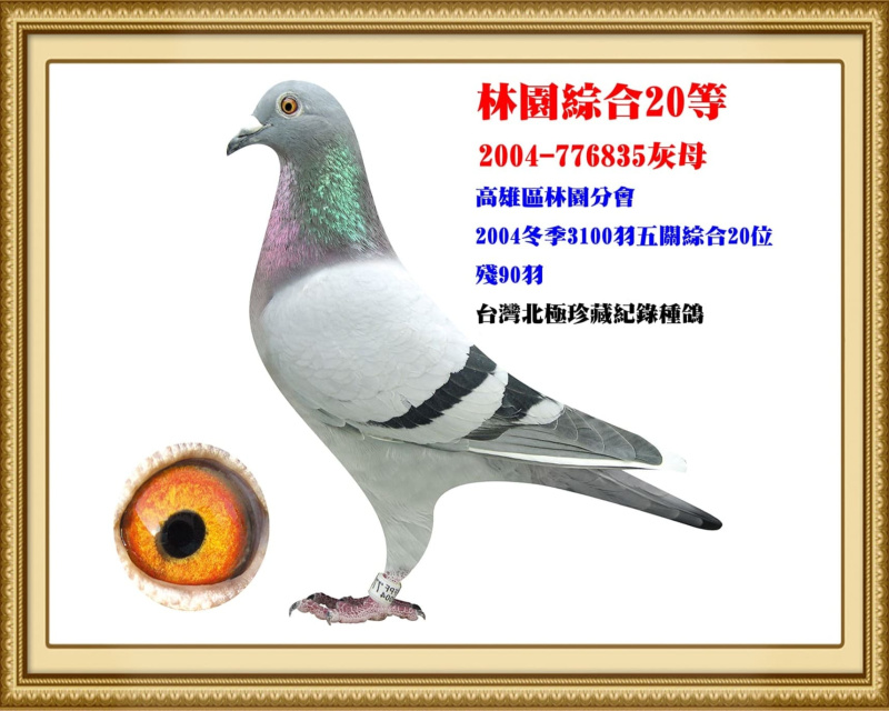 林園綜合20等 2004-776835灰母