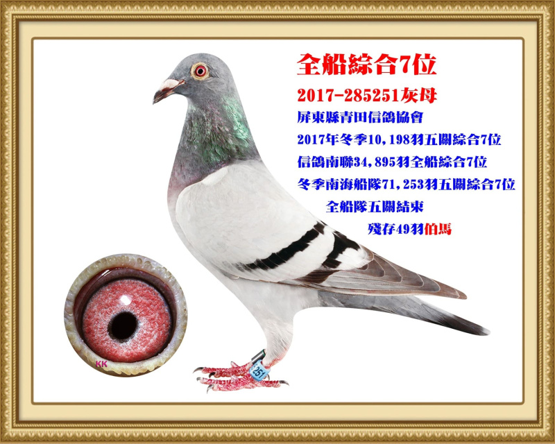 全船綜合7位 2017-285251灰母