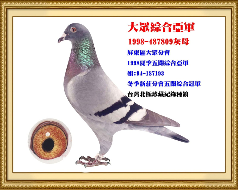 大眾綜合亞軍 1998-487809灰母