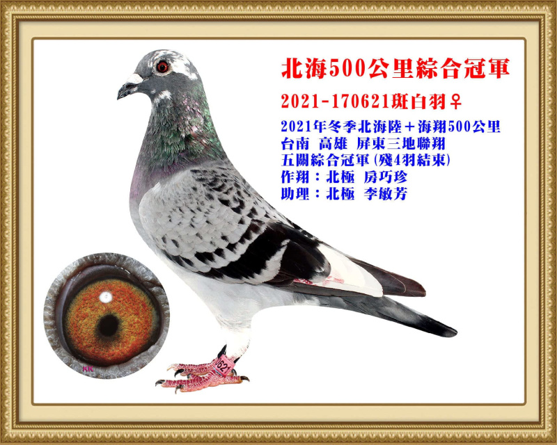 北海500公里綜合冠軍 2021-170621斑白羽母