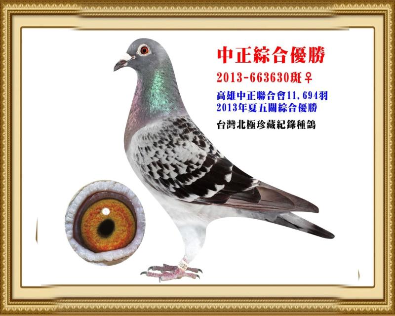 中正綜合優勝 2013-663630斑母