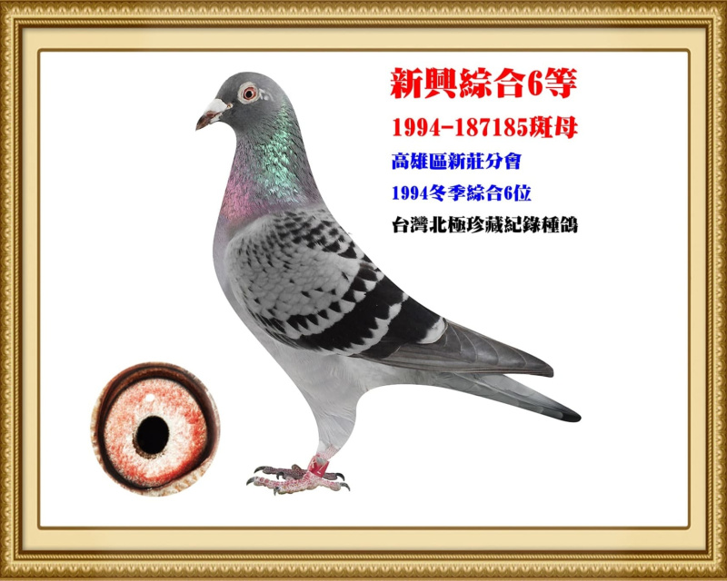 新興綜合6等 1994-187185斑母